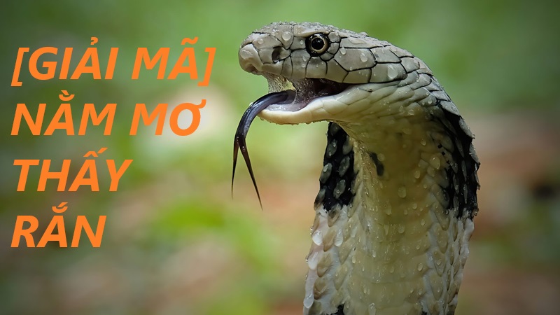 Mơ thấy rắn đánh con gì? Giải mã giấc mơ thấy rắn tại xổ số OK9 1 mơ thấy rắn